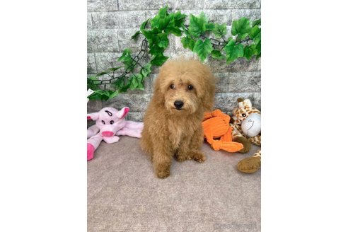 成約済の愛知県のトイプードル-256247の3枚目