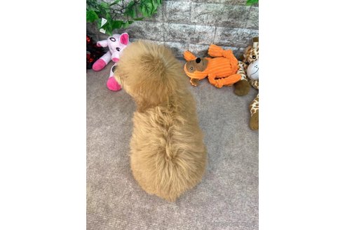 成約済の愛知県のトイプードル-256247の5枚目