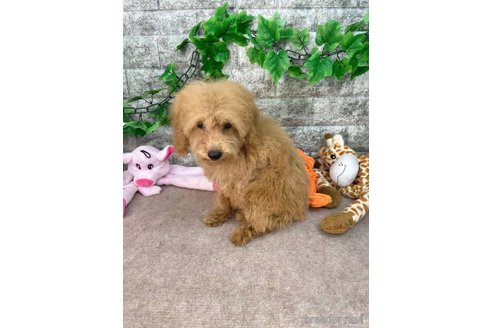 成約済の愛知県のトイプードル-256247の2枚目