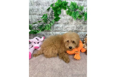 成約済の愛知県のトイプードル-256247の4枚目