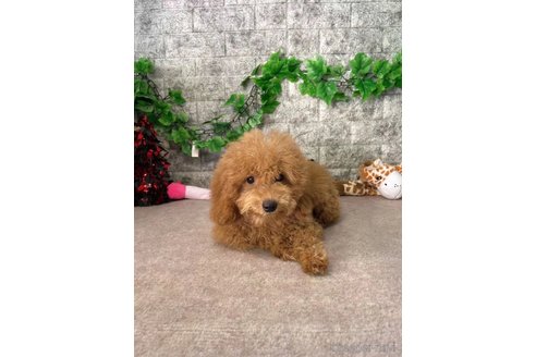 成約済の愛知県のトイプードル-256254の4枚目