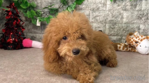 成約済の愛知県のトイプードル-256254