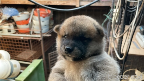 成約済の広島県の柴犬-255370の1枚目