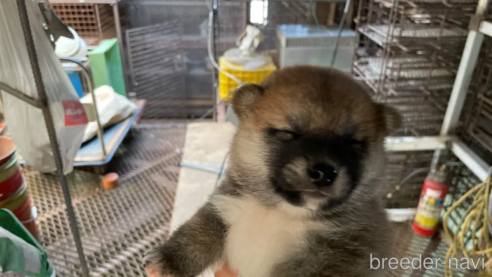成約済の広島県の柴犬-255368
