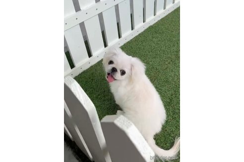 成約済の福岡県のペキニーズ-234382の6枚目