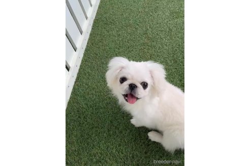 成約済の福岡県のペキニーズ-234382の7枚目