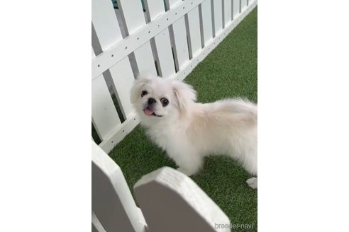 成約済の福岡県のペキニーズ-234382の8枚目
