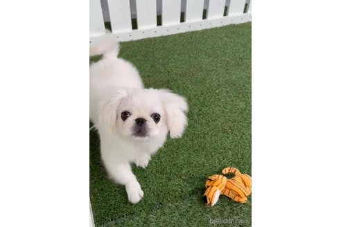 成約済の福岡県のペキニーズ-234382の9枚目