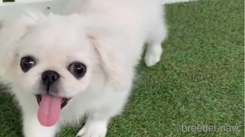 成約済の福岡県のペキニーズ-234382の5枚目