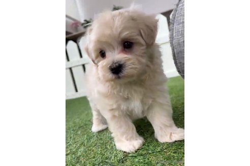 成約済の福岡県のマルプー:マルチーズ×トイプードル-254897の2枚目