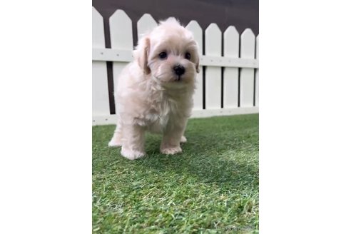 成約済の福岡県のマルプー:マルチーズ×トイプードル-254897の4枚目