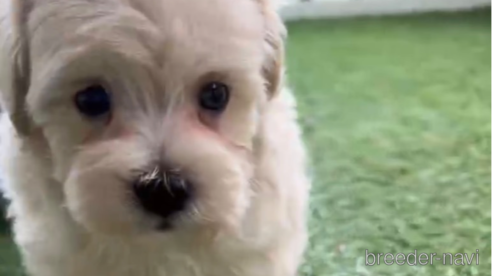 成約済の福岡県のマルプー:マルチーズ×トイプードル-254897の1枚目