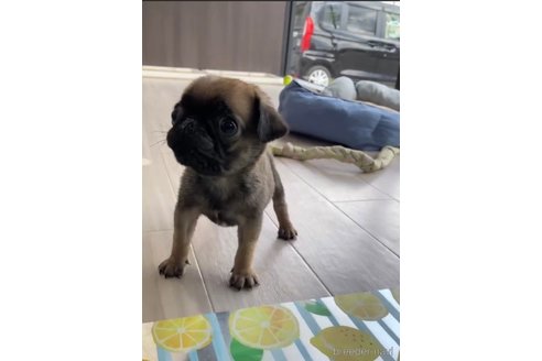 成約済の福岡県のパグ-253553の6枚目