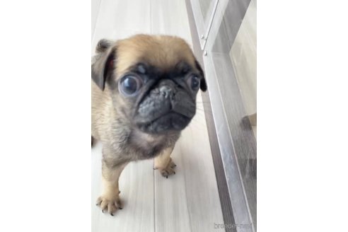 成約済の福岡県のパグ-253553の7枚目