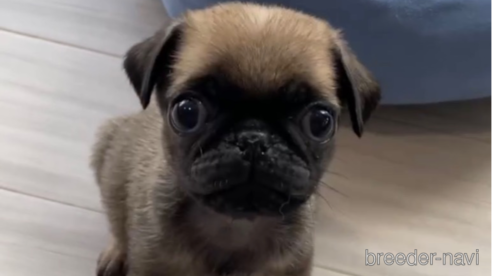 成約済の福岡県のパグ-253553の5枚目