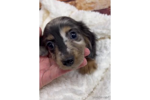 成約済の福岡県のカニンヘンダックスフンド(ロングヘアード)-253009の5枚目