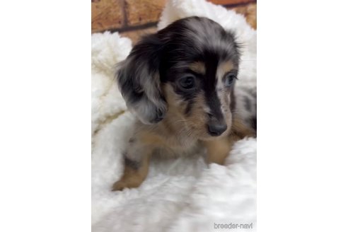 成約済の福岡県のカニンヘンダックスフンド(ロングヘアード)-253009の3枚目