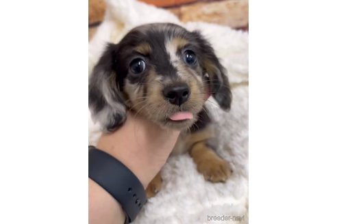 成約済の福岡県のカニンヘンダックスフンド(ロングヘアード)-253009の4枚目