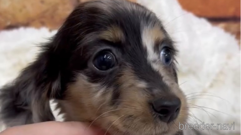 成約済の福岡県のカニンヘンダックスフンド(ロングヘアード)-253009の1枚目