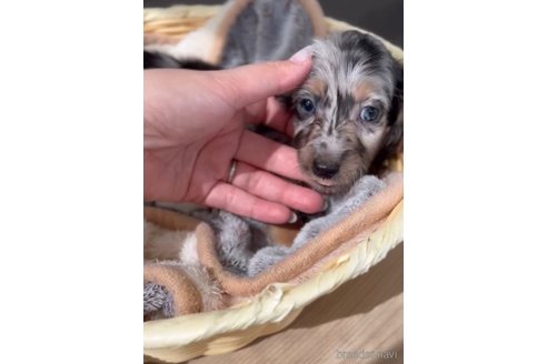 成約済の福岡県のカニンヘンダックスフンド(ロングヘアード)-253028の6枚目