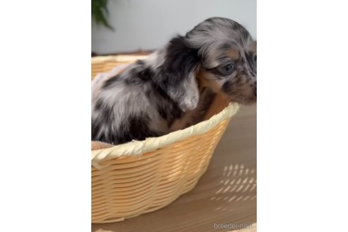 成約済の福岡県のカニンヘンダックスフンド(ロングヘアード)-253028の7枚目