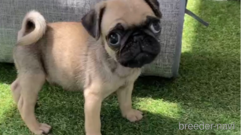 成約済の福岡県のパグ-253558の6枚目