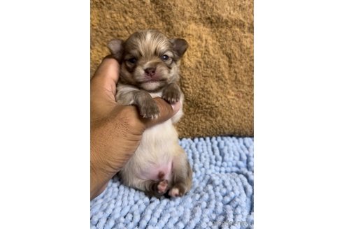 成約済の福岡県のチワワ(ロングコート)-256274の8枚目