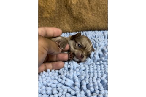 成約済の福岡県のチワワ(ロングコート)-256274の9枚目