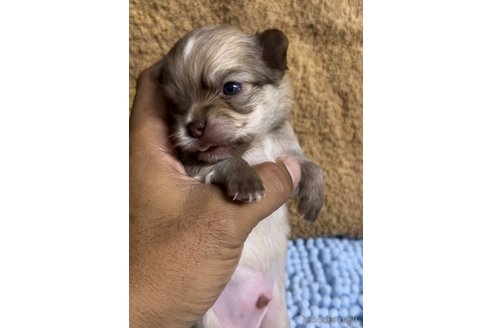 成約済の福岡県のチワワ(ロングコート)-256274の10枚目