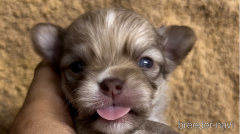 成約済の福岡県のチワワ(ロングコート)-256274の7枚目