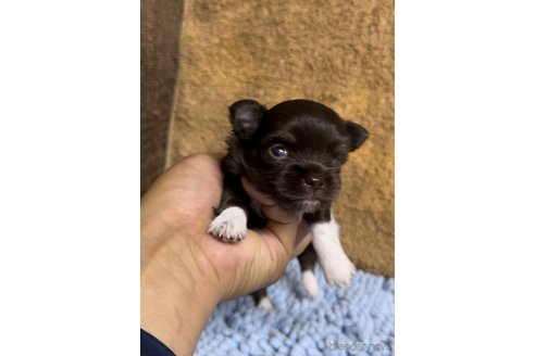 成約済の福岡県のチワワ(ロングコート)-256284の11枚目