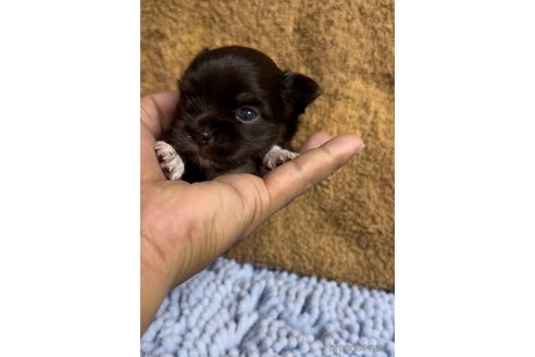 成約済の福岡県のチワワ(ロングコート)-256284の12枚目