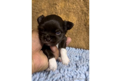 成約済の福岡県のチワワ(ロングコート)-256284の13枚目