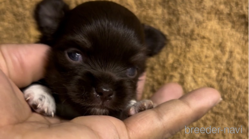成約済の福岡県のチワワ(ロングコート)-256284の10枚目