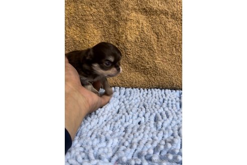 成約済の福岡県のチワワ(ロングコート)-256287の7枚目