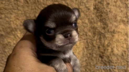 成約済の福岡県のチワワ(ロングコート)-256287の6枚目