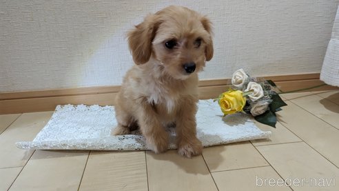成約済の広島県のチワプー:チワワ×トイプードル-246604の70枚目