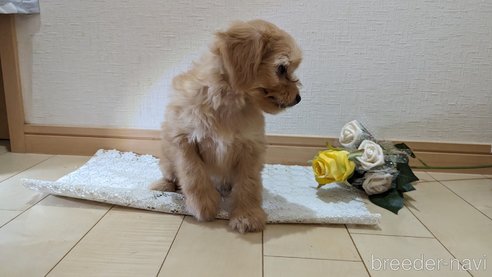 成約済の広島県のチワプー:チワワ×トイプードル-246604の68枚目