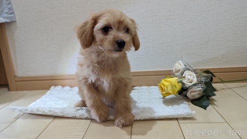 成約済の広島県のチワプー:チワワ×トイプードル-246604の69枚目