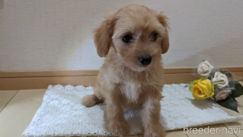 成約済の広島県のチワプー:チワワ×トイプードル-246604の67枚目