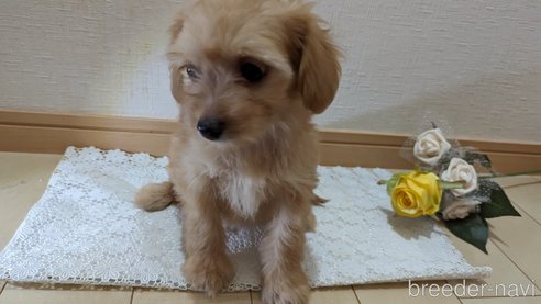 成約済の広島県のチワプー:チワワ×トイプードル-246604の63枚目
