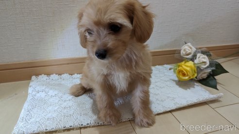 成約済の広島県のチワプー:チワワ×トイプードル-246604の62枚目