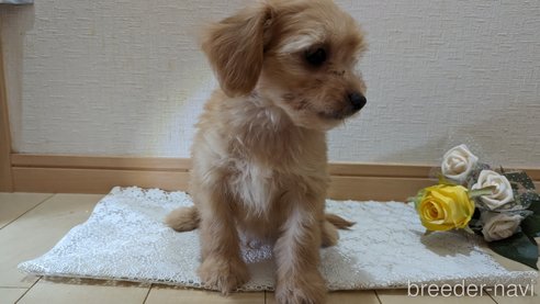 成約済の広島県のチワプー:チワワ×トイプードル-246604の59枚目