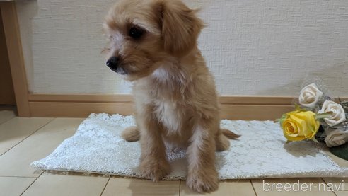 成約済の広島県のチワプー:チワワ×トイプードル-246604の58枚目