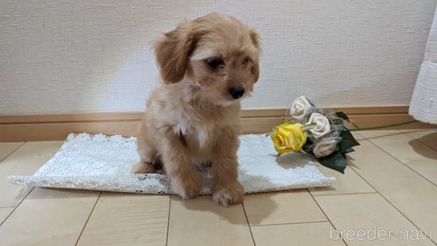 成約済の広島県のチワプー:チワワ×トイプードル-246604の57枚目