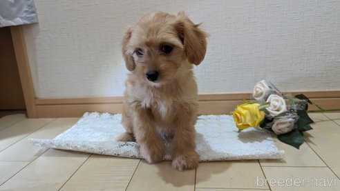 成約済の広島県のチワプー:チワワ×トイプードル-246604の55枚目