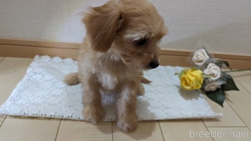 成約済の広島県のチワプー:チワワ×トイプードル-246604の52枚目