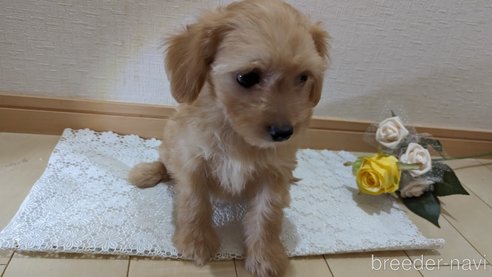 成約済の広島県のチワプー:チワワ×トイプードル-246604の51枚目