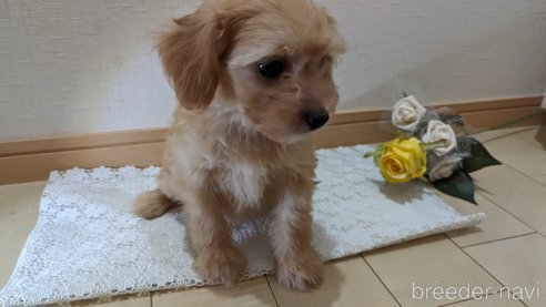 成約済の広島県のチワプー:チワワ×トイプードル-246604の48枚目