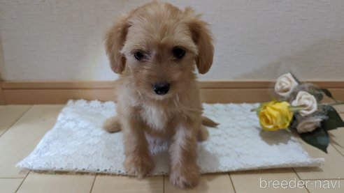 成約済の広島県のチワプー:チワワ×トイプードル-246604の47枚目